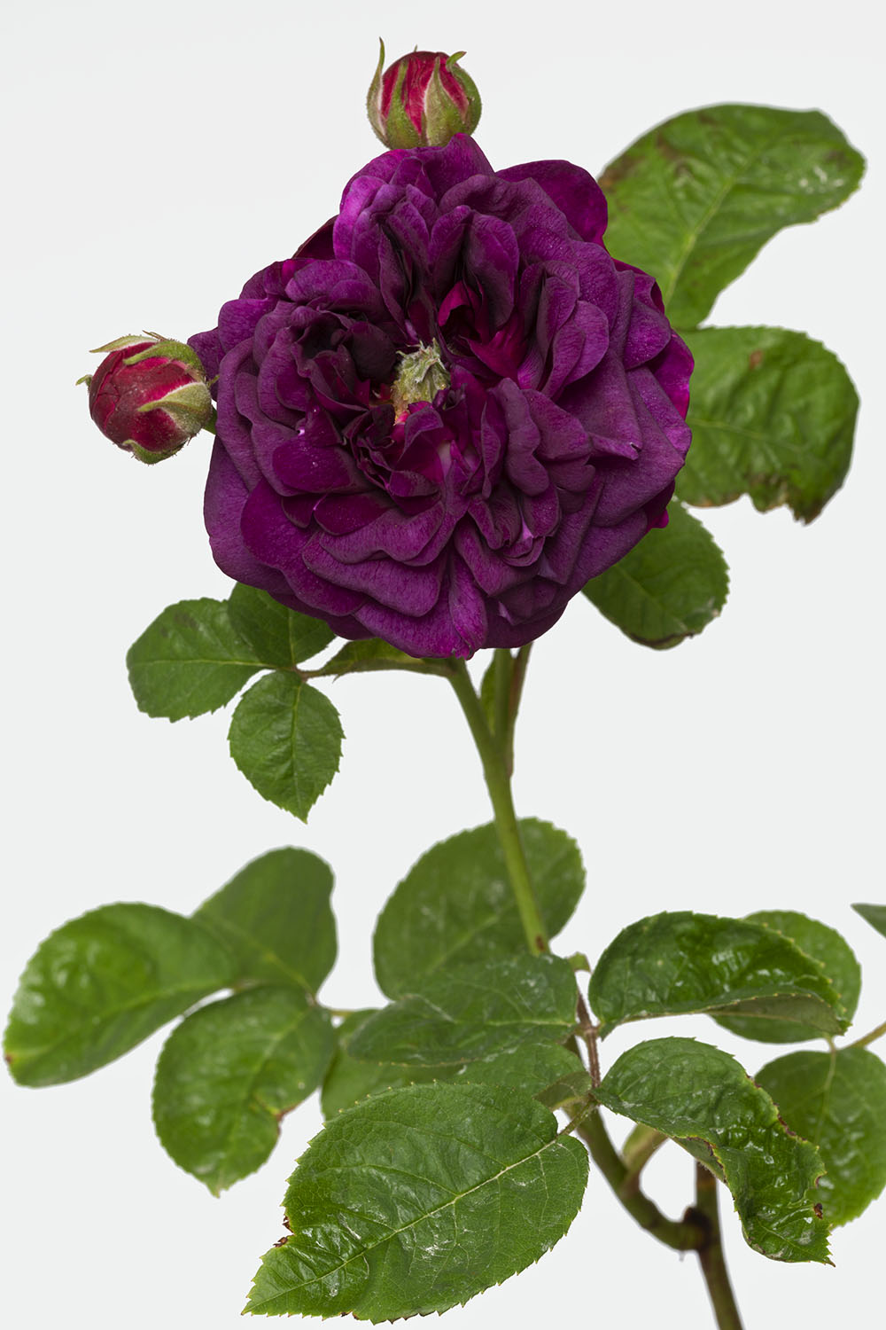 #pierrejosephredout&eacute;, collection Frac Normandie